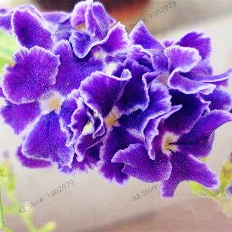 Violet Matthiola Incana Seeds - Easy-Grow Perennial Flower Seeds for Home & Garden Planting