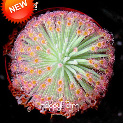 Sundew Seeds - Carnivorous Plant for Bonsai & Garden | Easy-Grow Potted Houseplant