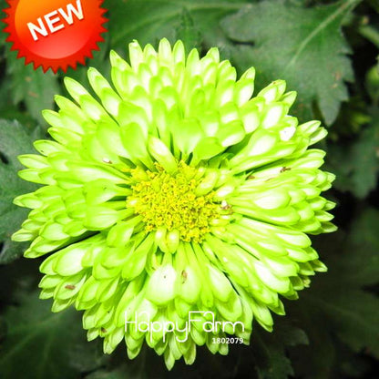 Rare Green Chrysanthemum Seeds - for Balcony Potted Plants | Exotic Flower Seeds