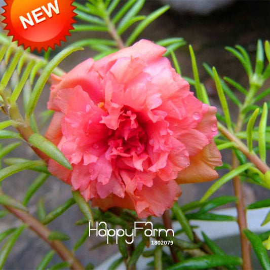 Pink Portulaca Seeds - Balcony & Potted Flowers, Purslane Scutellaria Barbata - Easy-Grow Garden Seeds