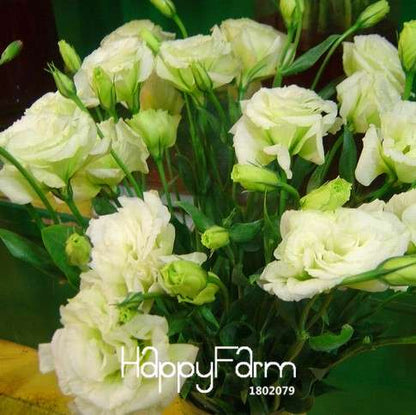Premium White Eustoma Seeds - Perennial Lisianthus Flowers for Balcony & Pots | USA Garden