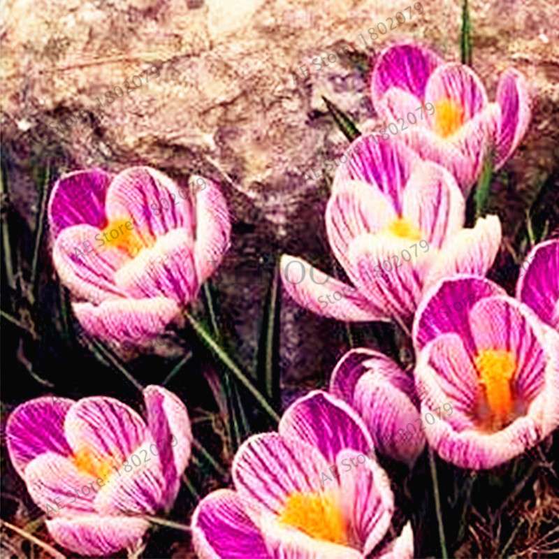 Saffron Seeds for Planting - Grow Saffron Crocus Flowers in Home & Garden - Bonsai Plant Variety
