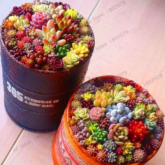 Rare Lithops Seeds - Living Stones Succulent, Ass Flower, Bonsai Mini Garden - Unique Pseudotruncatella Mix