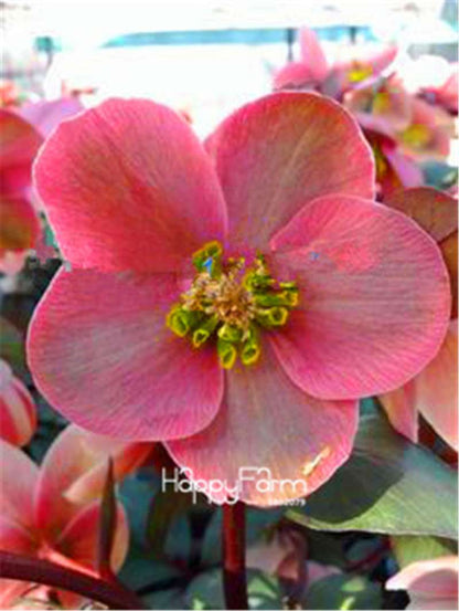 Helleborus Seeds for Bonsai - Grow Exotic Japanese Flowers at Home | DIY Garden Kit