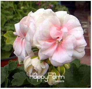 Geranium Seeds for Potted Balcony Planting - Fast Sprouting Pelargonium Flowers