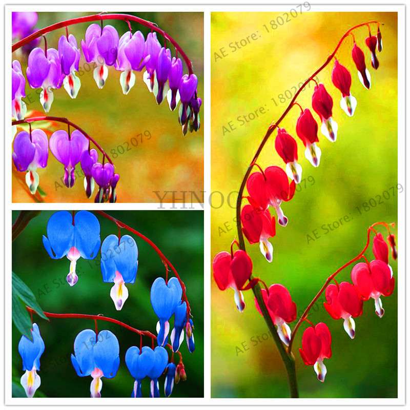 Bleeding Heart Seeds (Dicentra Spectabilis) - Orchid Seeds for Pots & Cottage Gardens