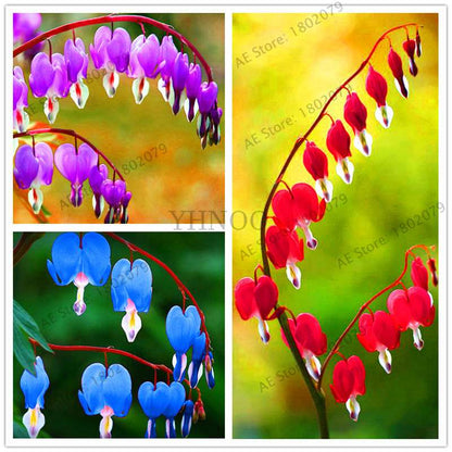 Bleeding Heart Seeds (Dicentra Spectabilis) - Orchid Seeds for Pots & Cottage Gardens