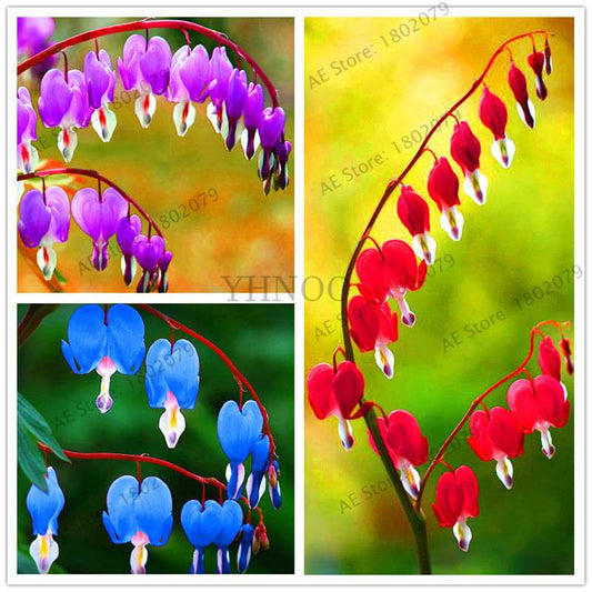 Bleeding Heart Seeds (Dicentra Spectabilis) - Orchid Seeds for Pots & Cottage Gardens