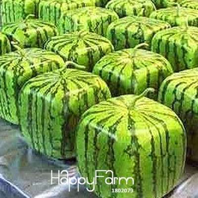 Rare Square Watermelon Seeds - Unique Geometric Shape, Sweet & Delicious Chinese Fruit for Home Garden