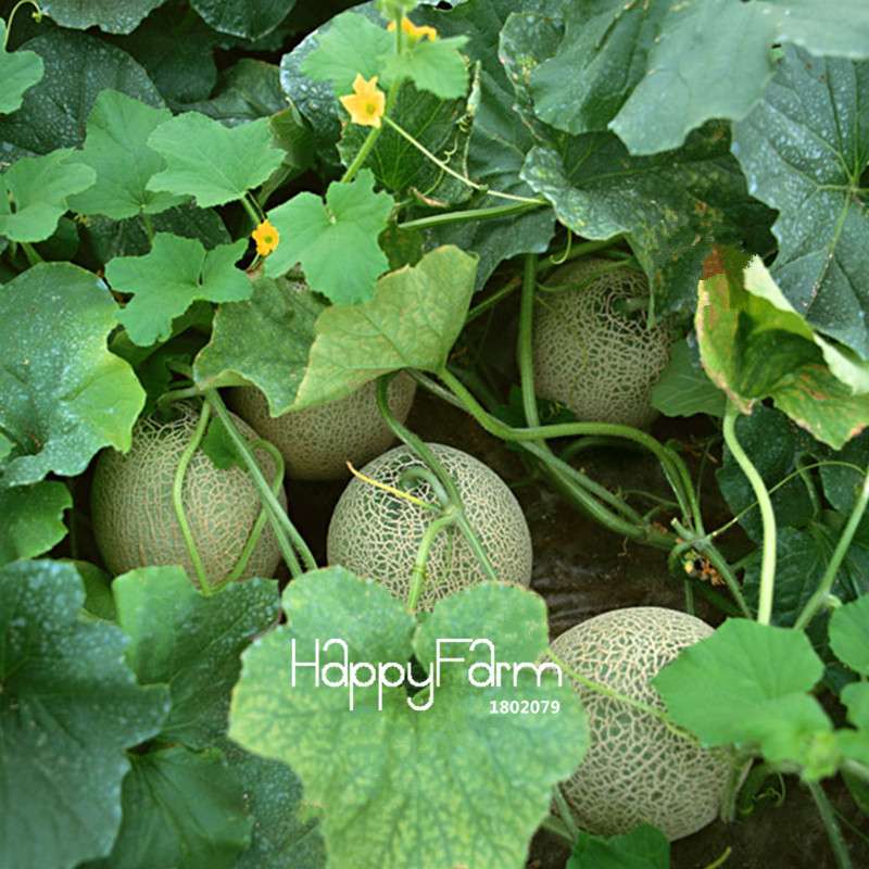 Juicy Cantaloupe Seeds - Extra Sweet, Large Hami Melon for Balcony & Garden - Professional Pack