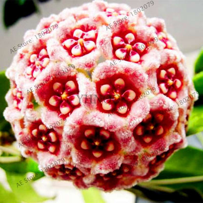 24 Color Hoya Carnosa Seeds - Rare Perennial Bonsai Plant for Home Garden