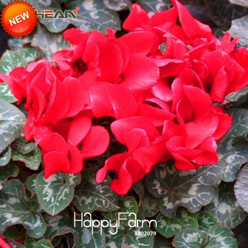 Red Cyclamen Flower Seeds - Perennial Blooming Plants for Home Garden, Easy to Grow