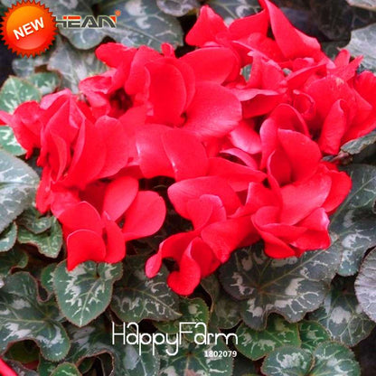 Red Cyclamen Flower Seeds - Perennial Blooming Plants for Home Garden, Easy to Grow