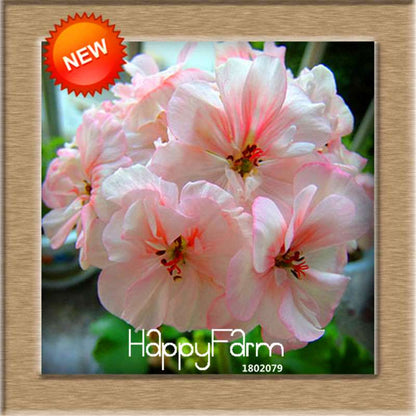 Pelargonium Peltatum Seeds - Geranium Flower Seeds, 17 Colors, Perennial Blooms for Garden & Containers