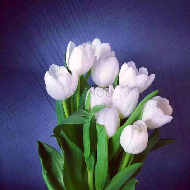 Rare Tulip Seeds - Beautiful Perennial Bonsai Flowers for Home & Garden Planting