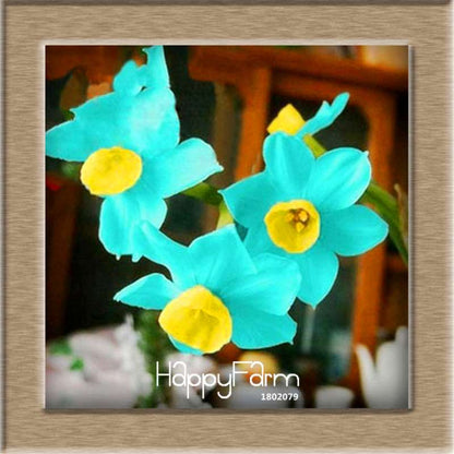 Daffodil Seeds (Narcissus Tazetta) - Indoor Flowering Bulbs for Home & Office, Easy to Grow