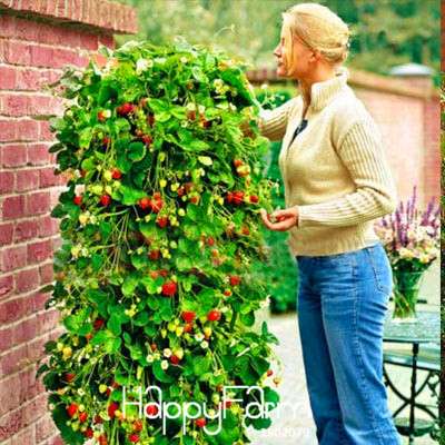 Strawberry Seeds for Planting - Sweet Climbing Fruit for Home Garden, Pots & Courtyard