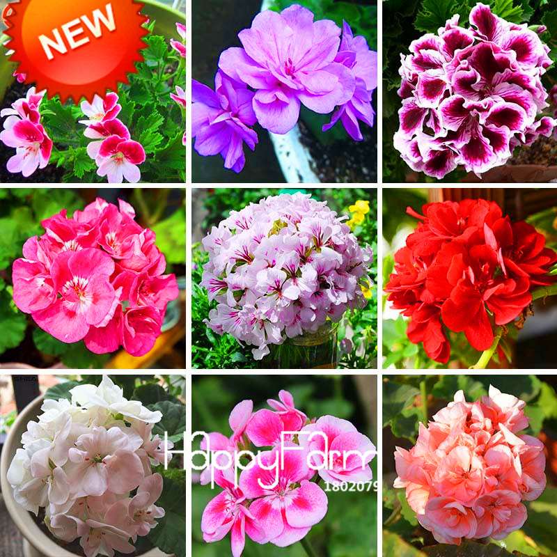 Pelargonium Peltatum Seeds - Geranium Flower Seeds, 17 Colors, Perennial Blooms for Garden & Containers