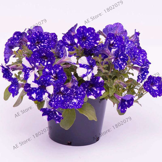 Night Sky Petunia Seeds - Blue & Pink Flowers for Home, Courtyard, Bonsai | Easy-Grow Garden Seeds