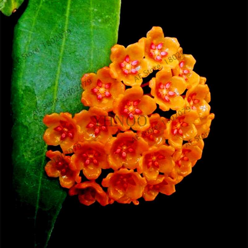 24 Color Hoya Carnosa Seeds - Rare Perennial Bonsai Plant for Home Garden
