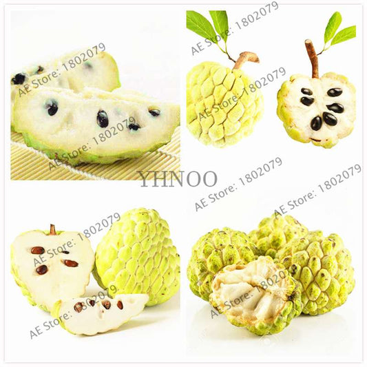 Premium Custard Apple Seeds - Sweet Tropical Annona Fruit for Home Garden