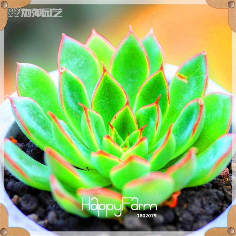 Rare Succulents Seeds - 99 Varieties, Lithops & Bonsai Plants for Office & Home