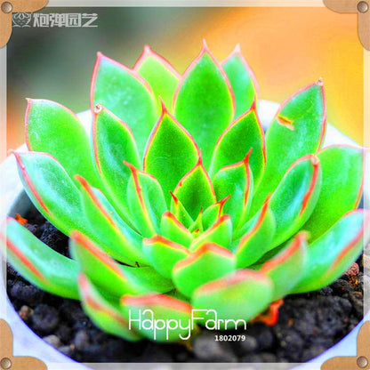 Rare Succulents Seeds - 99 Varieties, Lithops & Bonsai Plants for Office & Home