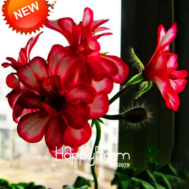 White & Red Edge Geranium Seeds - Perennial Pelargonium Peltatum Flowers for Indoor Planting