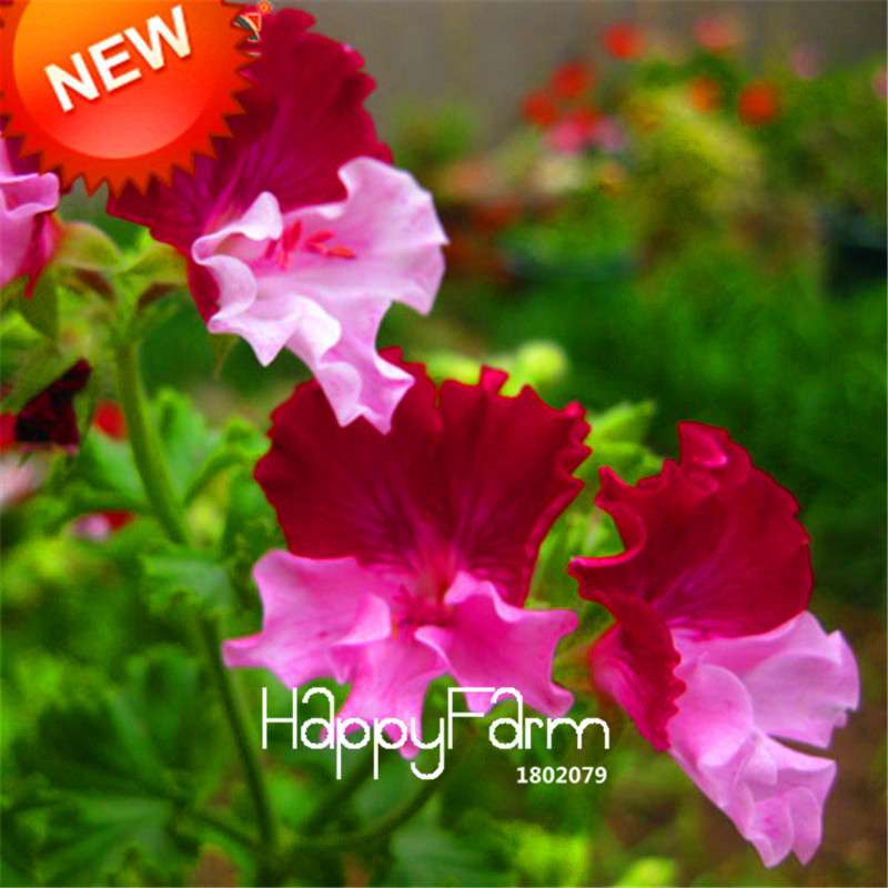 Color Geranium Seeds - Fragrant Perennial Flower Seeds for Indoor & Outdoor Gardens