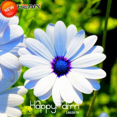 Blue Daisy Flower Seeds - White Osteospermum, for Home Garden Planting