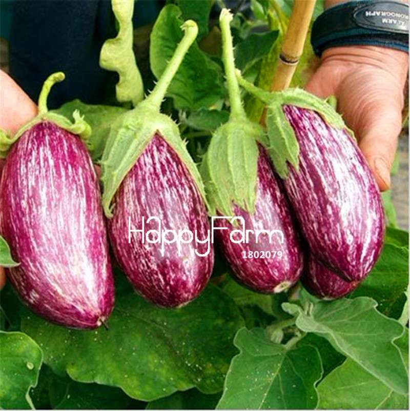 Colorful Eggplant Seeds for Planting - Easy-Grow, Natural Green Vegetable Seeds for Home Garden