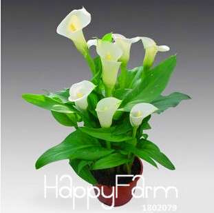 Premium Dutch Calla Lily Seeds - Fresh Flower Bulbs for Planting