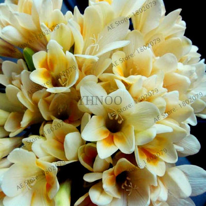 Freesia Seeds - Colorful Fragrant Flowers for Home Garden Planting