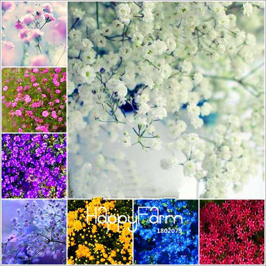 Starry Flower Seeds - Easy-Grow Indoor Potted Plants for Spring & Winter | Fast Shipping