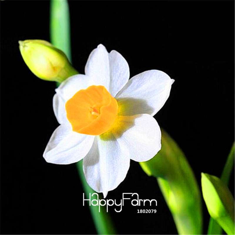 Double Petal Pink Daffodil Bonsai Seeds - Aquatic Plant Seeds for Home Garden