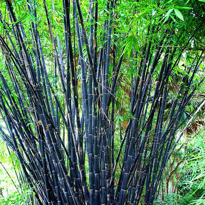 Colorful Bamboo Seeds - Rare Chinese Perennial Ornamental Plants for Garden