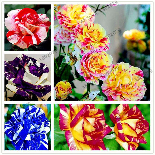 Rare Candy Stripe Rose Seeds - Mixed Color Bonsai Flower Seeds for Home Garden (Black, Blue)