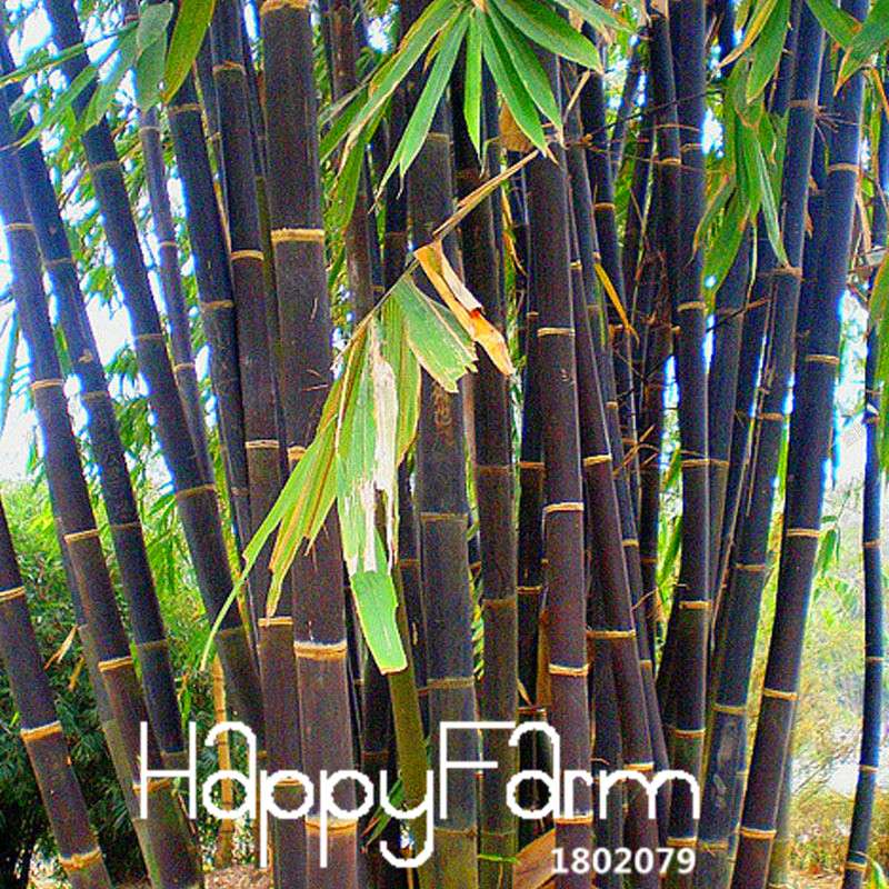 Purple Timor Bamboo Seeds (Bambusa) - Exotic Black Bamboo for Gardens, Fast US Shipping