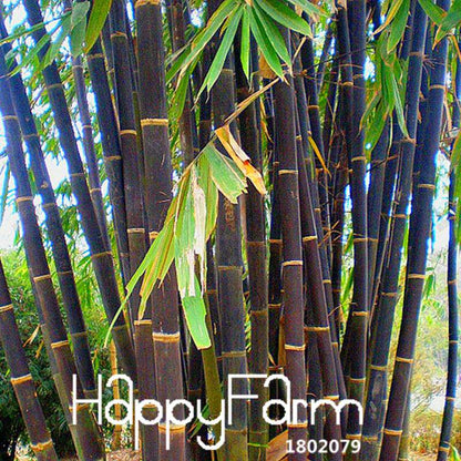 Purple Timor Bamboo Seeds (Bambusa) - Exotic Black Bamboo for Gardens, Fast US Shipping