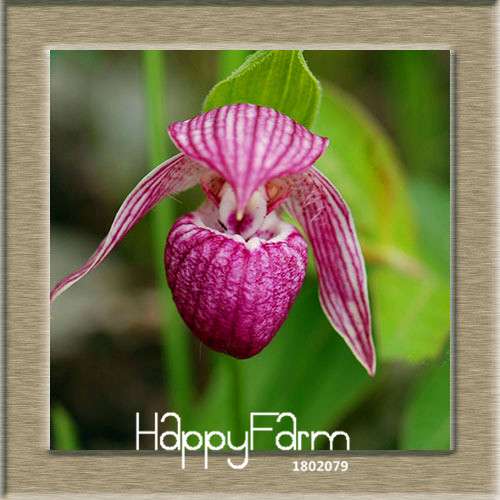 18 Color Orchid Seeds - Cypripedium & Paphiopedilum Bonsai Flower Seeds, Exotic Home Garden Planting