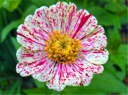 Premium Zinnia Seeds Mix - 24 Varieties, - Rare Colorful Flowers for Indoor & Outdoor Gardens