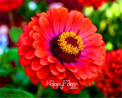Premium Zinnia Seeds Mix - 24 Varieties, - Rare Colorful Flowers for Indoor & Outdoor Gardens