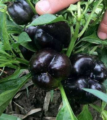 Giant Spicy Red Chili Pepper Seeds - Hot Heirloom Plants for Garden, Pots & Balcony - Non-GMO Bonsai Seeds