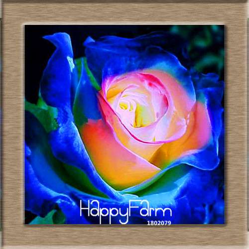 Rare White Red Edge Rose Seeds - for Balcony, Indoor & Garden Planting | Fresh Potted Flower Seeds