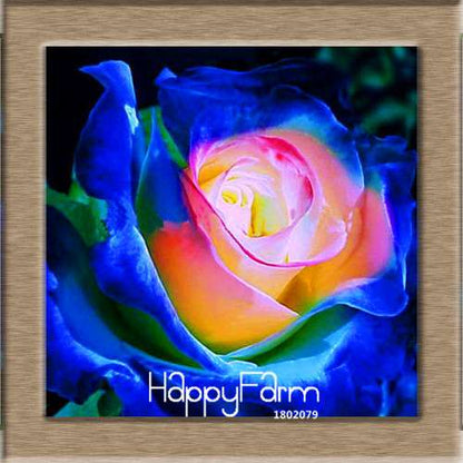 Rare White Red Edge Rose Seeds - for Balcony, Indoor & Garden Planting | Fresh Potted Flower Seeds