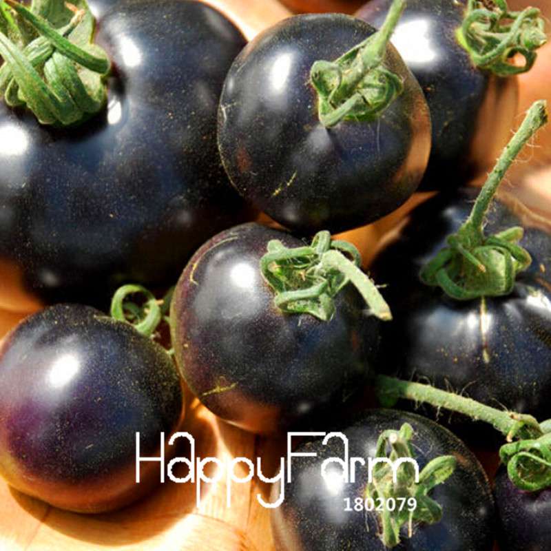 INDIGO ROSE Black Tomato Seeds - Heirloom, Non-GMO, High Yield Vegetable Seeds for Home Garden