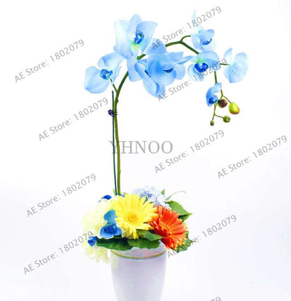 Rare Mixed Color Butterfly Orchid Seeds - Beautiful Bonsai Balcony Flowers for Garden Planting