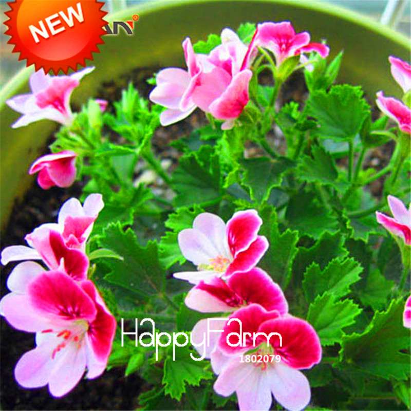 Red & White Geranium Seeds - Perennial Pelargonium Peltatum for Garden Planting