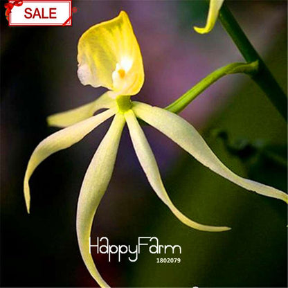 Rare Yellow Octopus Orchid Seeds - for Home Garden Planting | Exotic Flowering Plants
