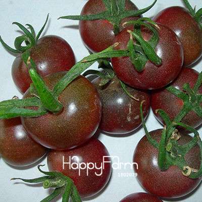 Giant Tomato Seeds for Home Garden - Sweet Pumpkin Tomato, Balcony & Container Planting